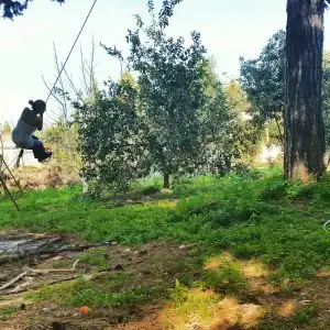 עבודה בגינת מאכל ביתית — תחזוקה וקטיף בין עצי פרי