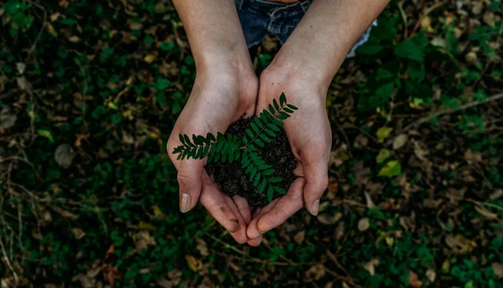 Hands holding a young tree seedling