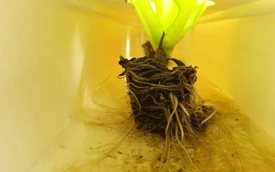 Aquaponics system with fish and plants