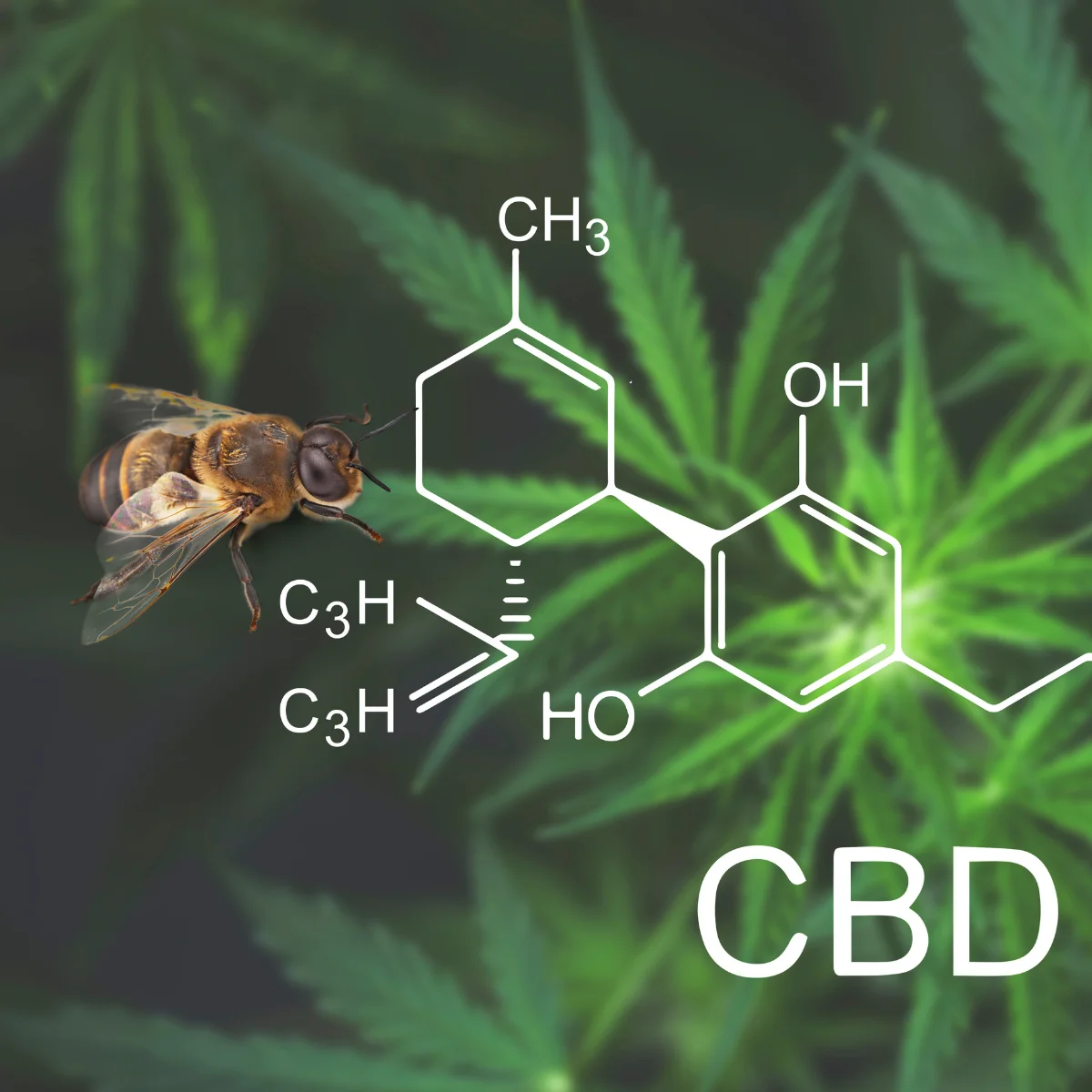 Hemp and cannabis products