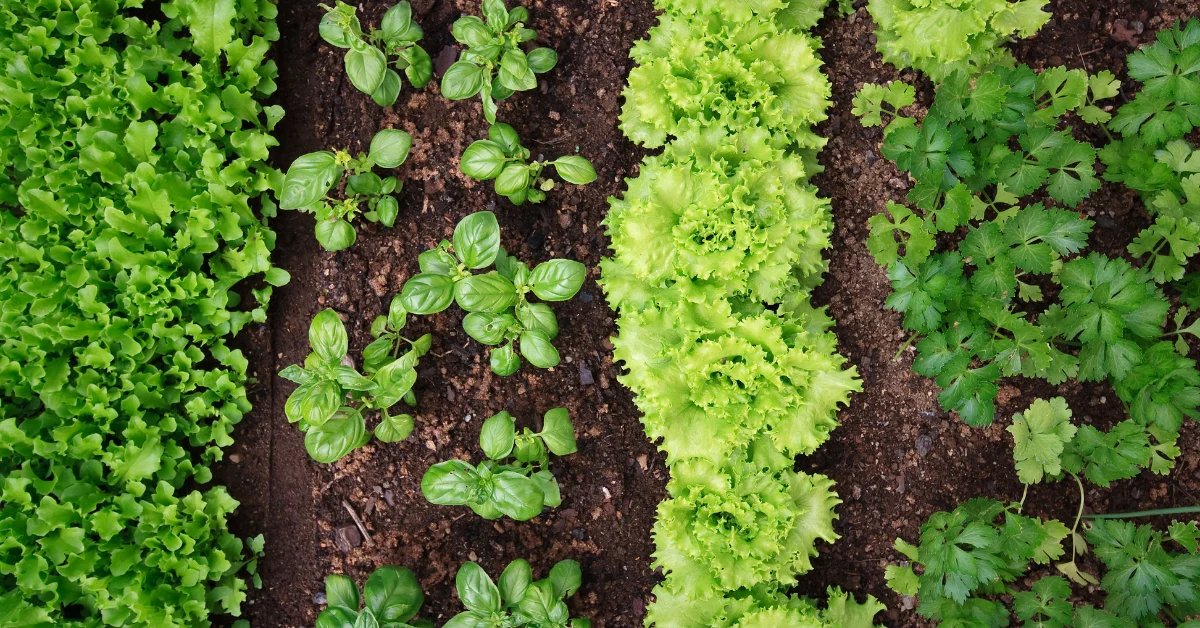 Home vegetable garden with raised beds