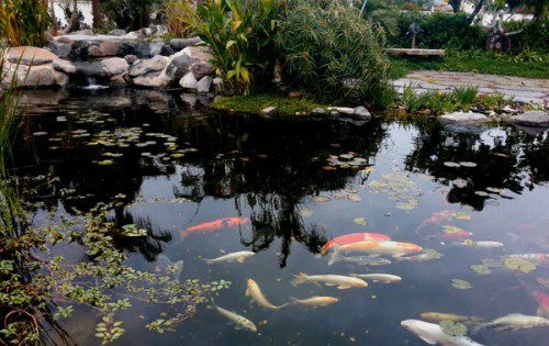 Ecological garden pond with plants and wildlife